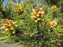 pine tree blossoms