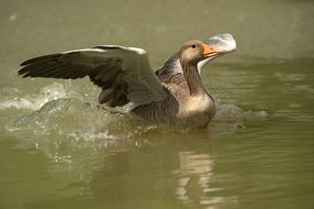 goose water bird