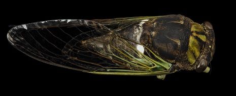 macro photo of a cicada on a black background