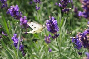 white butterfly on a purple flowerwhite butterfly on a purple flower in green grass