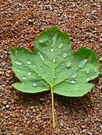 drops of dew on a leaf of maple