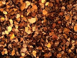 Beautiful yellow and brown autumn leaves on the ground