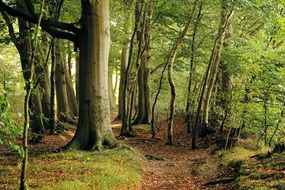 Mystic beech tree forest late summer