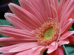 pink gerbera closeup