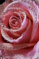 Macro picture of the wet pink rose