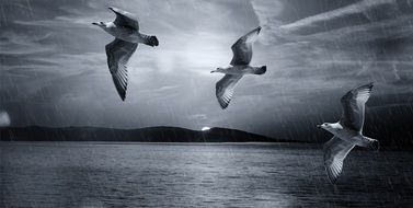 black and white photo of seagulls flying over the sea