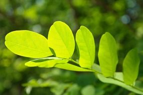 leaf veins of false acacia