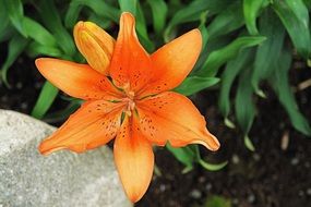 lily, orange flower and green foliage