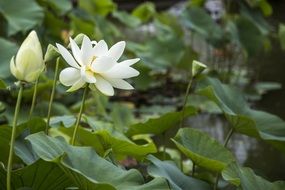 White lotus flowers in nature