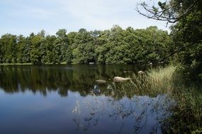 lake flora in summer