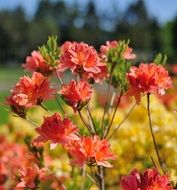 bright orange flowers on a sunny day on a blurred background