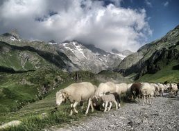 landscape of flock of sheep in the mountains