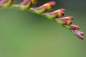Macro photo of blossoming spring flower