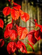 red autumn leaves