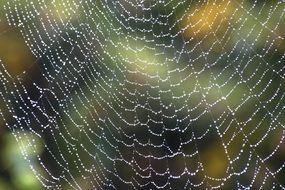 spider web after rain
