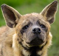 Portrait of the cute dog