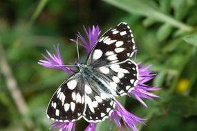 butterfly with black and white wings