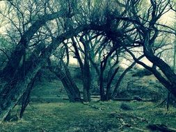 trees among green grass in the forest