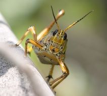 grasshopper eastern lubber