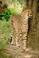 Leopard in nature park in kenya