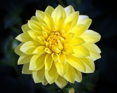 closeup picture of yellow dahlia geothermal plant