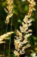 spikes of grass on meadow