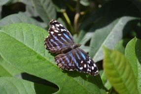 myscelia ethusa butterfly on green leaf