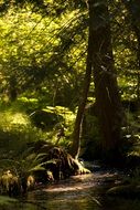 Sunny forest stream tree