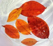 orange autumn leaves in clear water