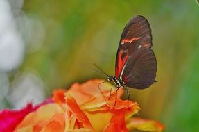 Butterfly on bright roses closeup