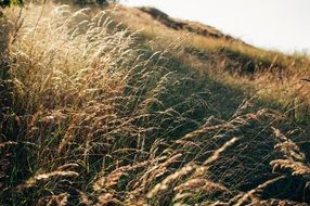 Photo of the grass on the meadow