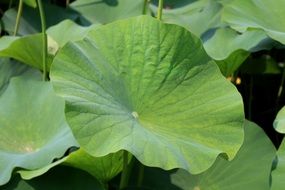 Green lotus leaves in nature