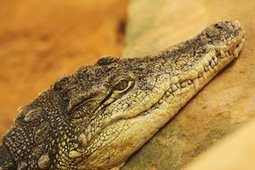 Crocodile head on a stone