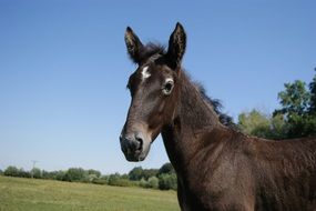 horse animal farm portrait