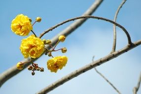 yellow blossom flower on tree close-up