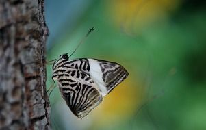 patterned butterfly in wildlife