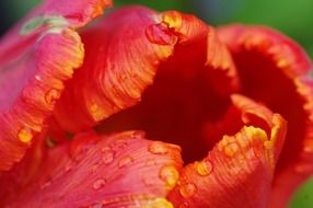 incredible plant blossom