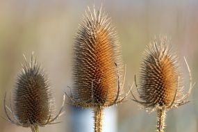 three fluffy thistles