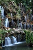 white swan on the background of a beautiful waterfall