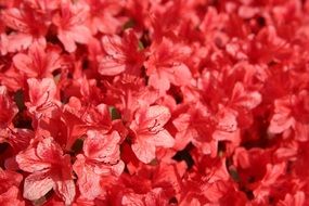 red flowers in the spring flowerbed