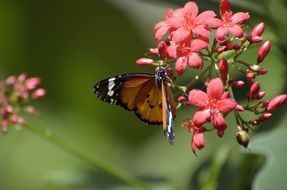 butterfly on colorful inflorescences