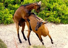 wildlife photography of goats