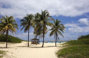 beach with palm trees in caribbean sea