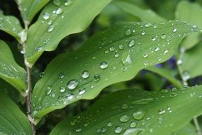 Fresh raindrops on the green leaves