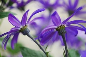 Blue cineraria flowers blossom