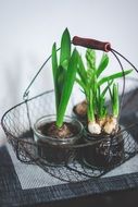 potted plants in basket