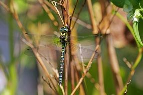 striped dragonfly on a dry stalk of a plant