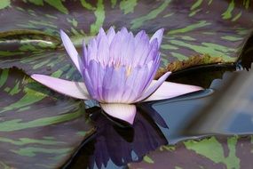 beautiful and delightful water lily