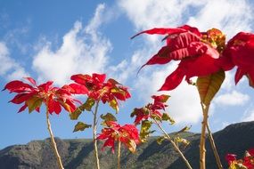 poinsettia against a blue sky with clouds