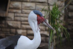 white gray stork at the zoo